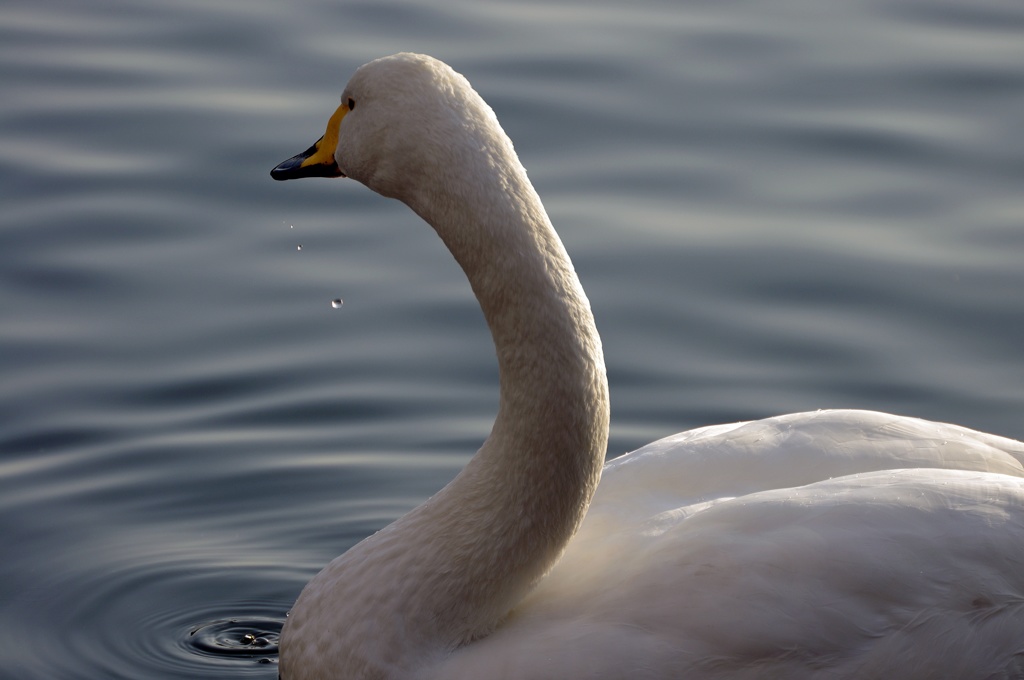 高松の池の白鳥