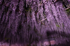 紫GURE(しぐれ)