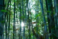 輝く竹林