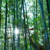 輝く竹林
