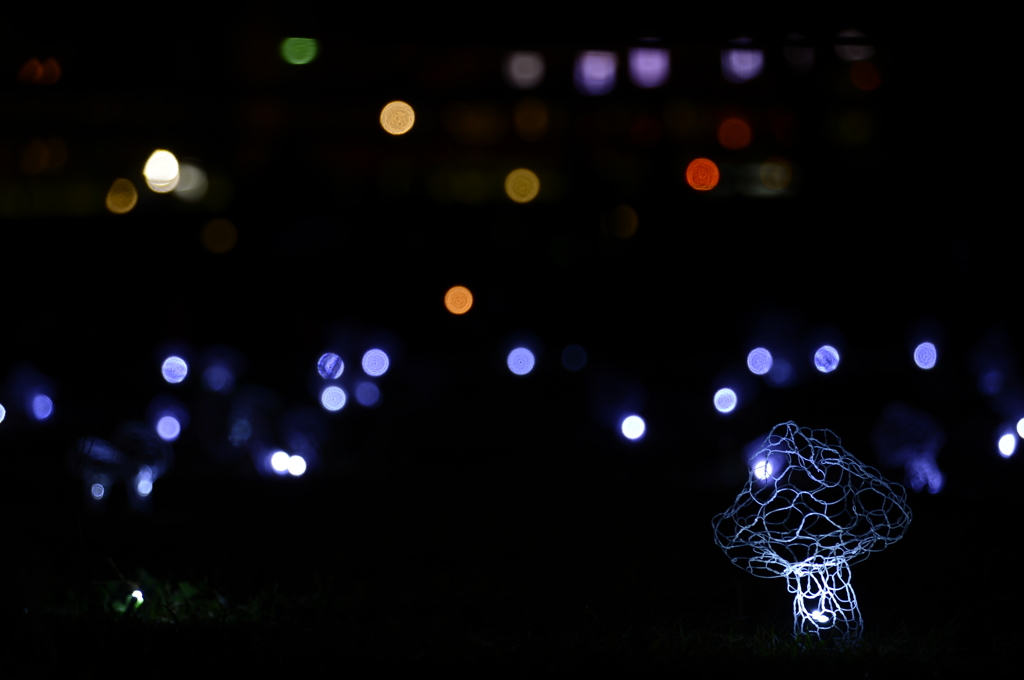 The mushroom which shines