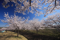 2014さくらの山公園2
