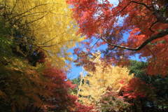 成田山公園の紅葉