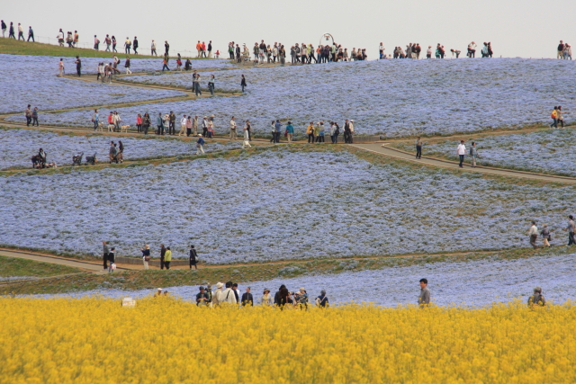 国営ひたち海浜公園のネモフィラ