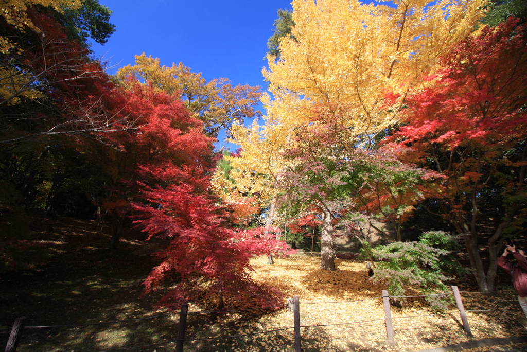 成田山公園の紅葉