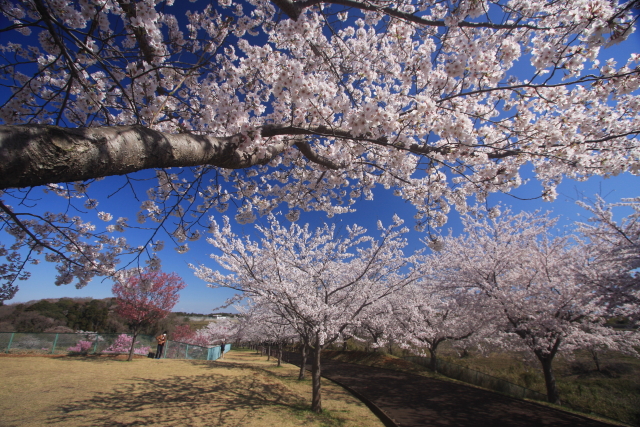 2014さくらの山公園1