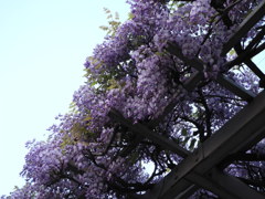藤の花
