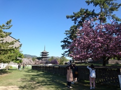 興福寺