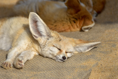 井の頭動物園のフェネック