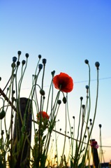 花が見上げる空 No.3