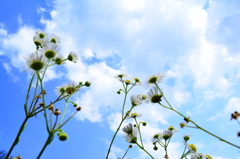 花が見上げる空
