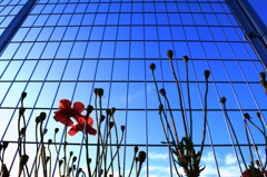 花が見上げる空 No.2
