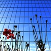 花が見上げる空 No.2