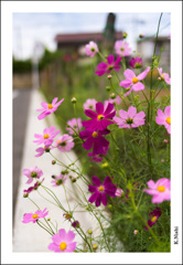 季節外れの秋桜