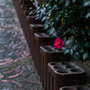 山茶花の道