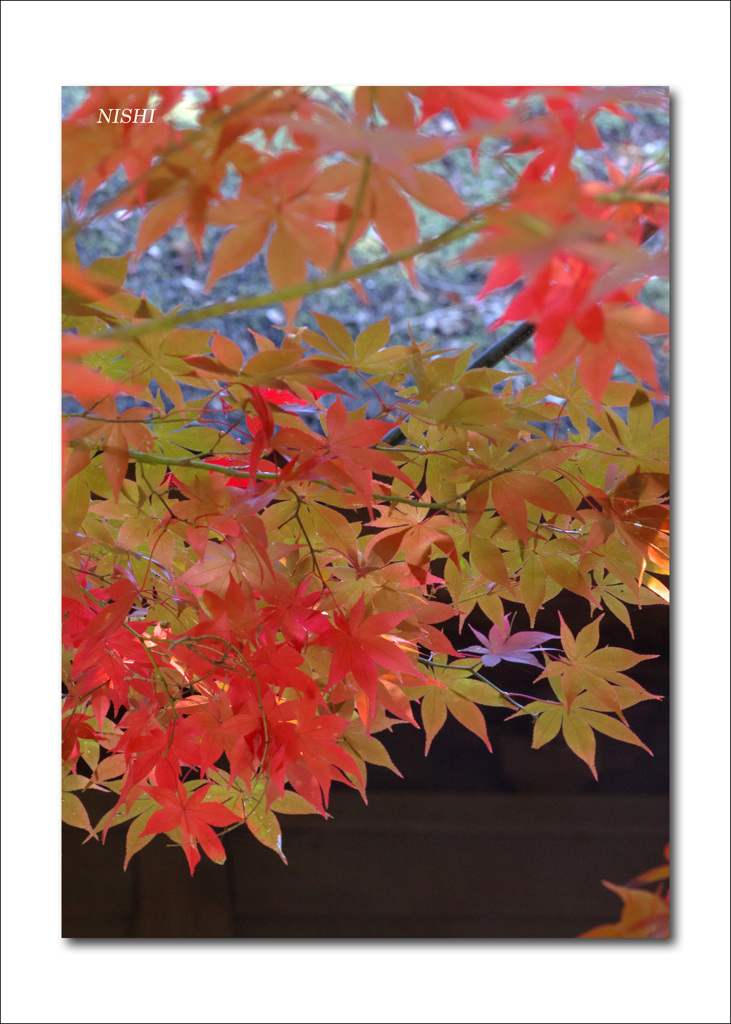 平林寺　うつろい