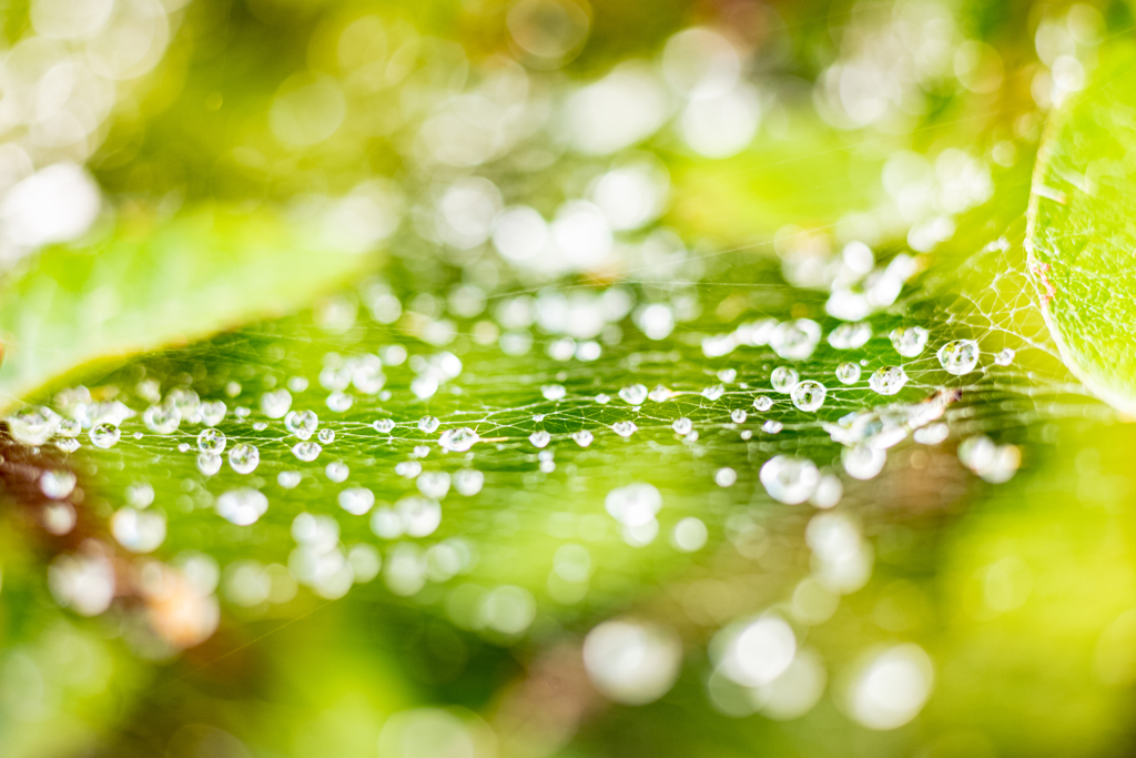 今日のおまけ＿雨上がり