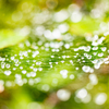 今日のおまけ＿雨上がり