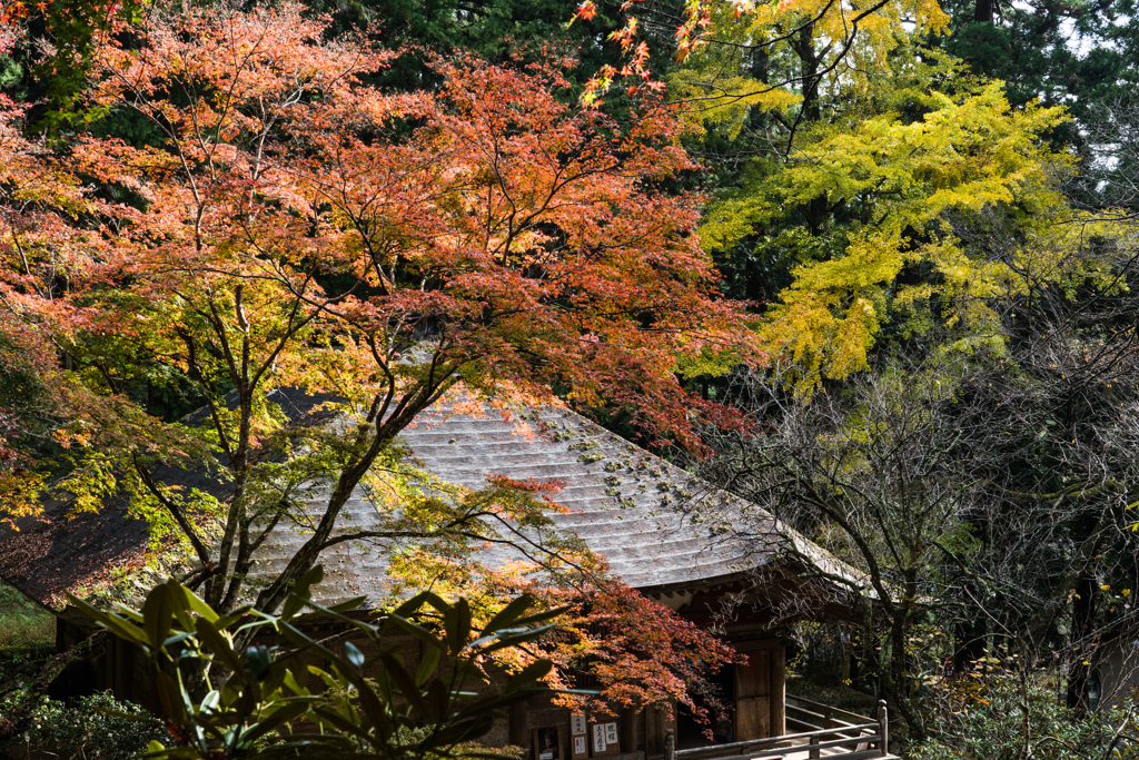 秋の長谷寺