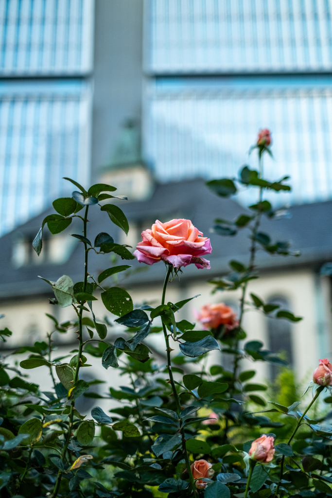 バラ咲く通勤路
