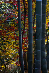 竹藪の彩