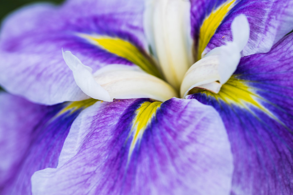 私の花菖蒲（はなあやめ）