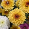 菊