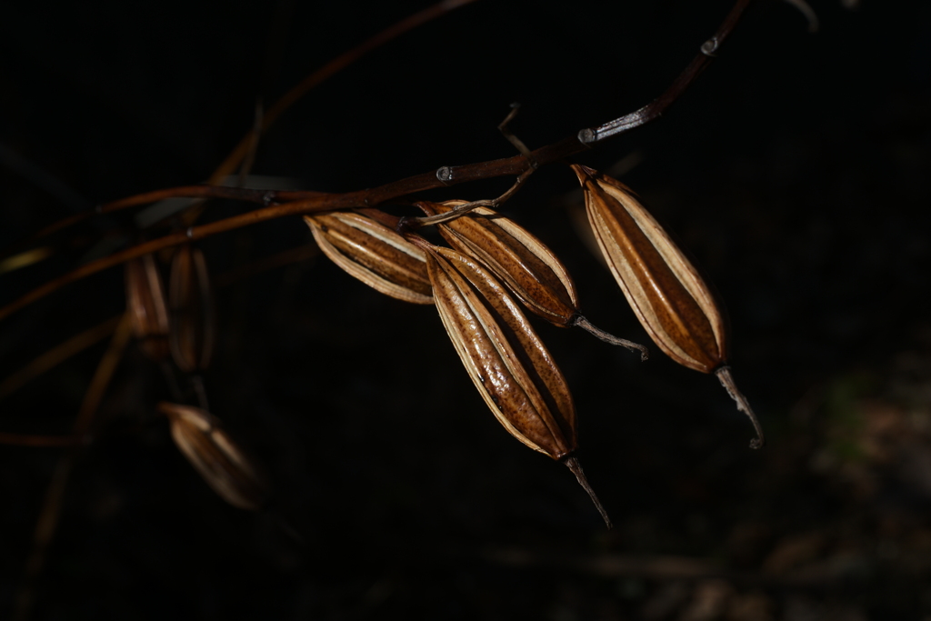 新年初散歩---枯れてもなお