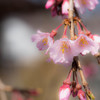 地蔵院の枝垂れ桜