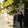 ５月の白い花　市ヶ谷-番外