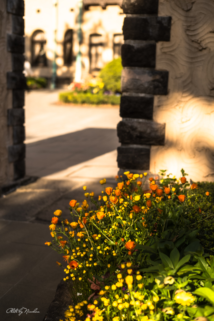 小さな花の朝ー３
