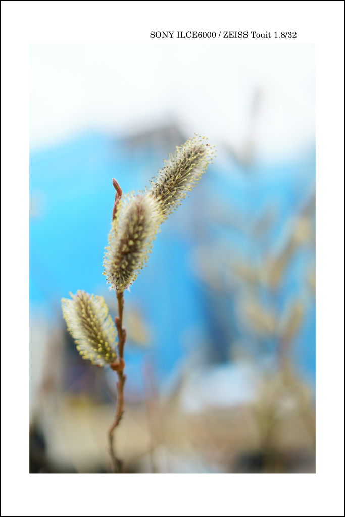 散歩で見かけた花②
