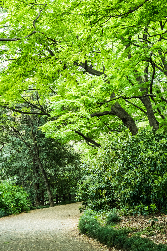 もみじ山に緑