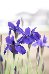 今日の1枚--ハイキーに