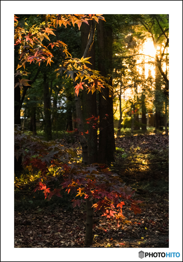 夕陽の紅葉