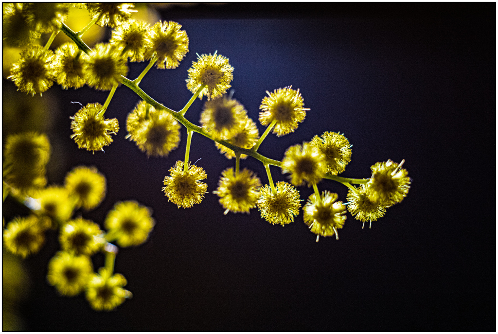 黄色の花玉