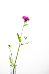 今日の1枚--我が家に咲く