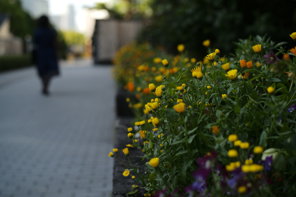 小さな花の朝ー１
