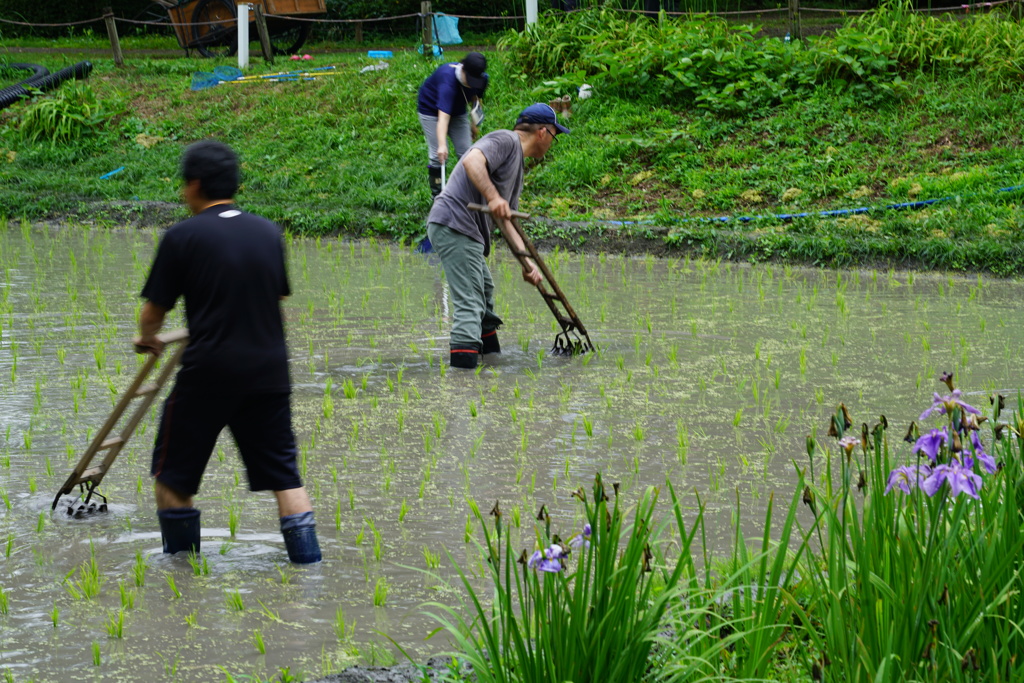 田の草は手強い