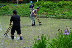田の草は手強い