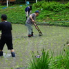 田の草は手強い