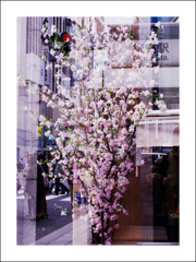 4丁目木村屋の桜