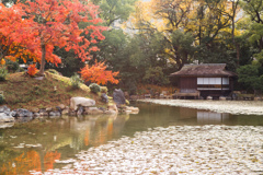 京の秋池
