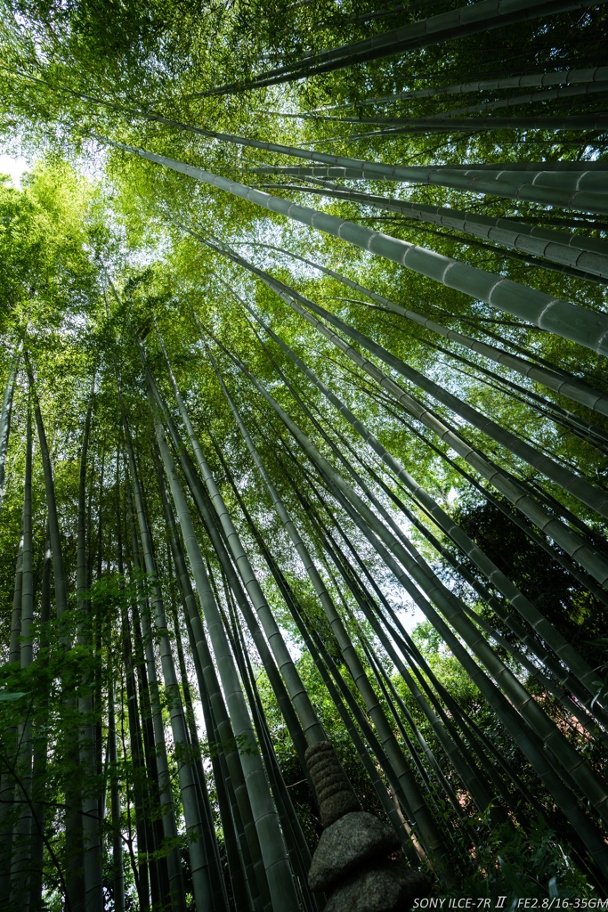 青竹の林