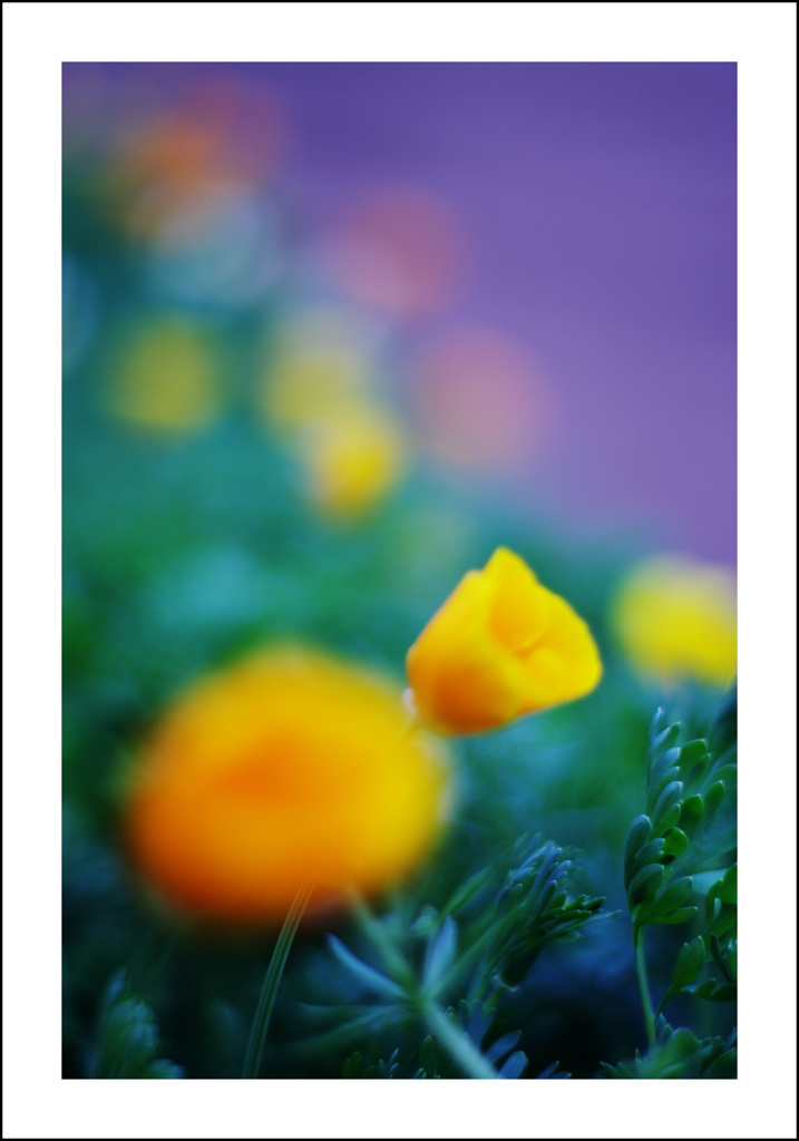 ぶらり散歩の花２