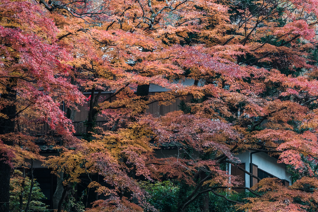 嵐山渓谷　月川荘