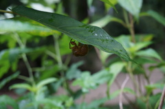 清水谷公園３　夏の名残