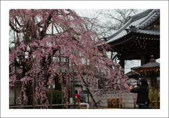 地蔵院の桜５