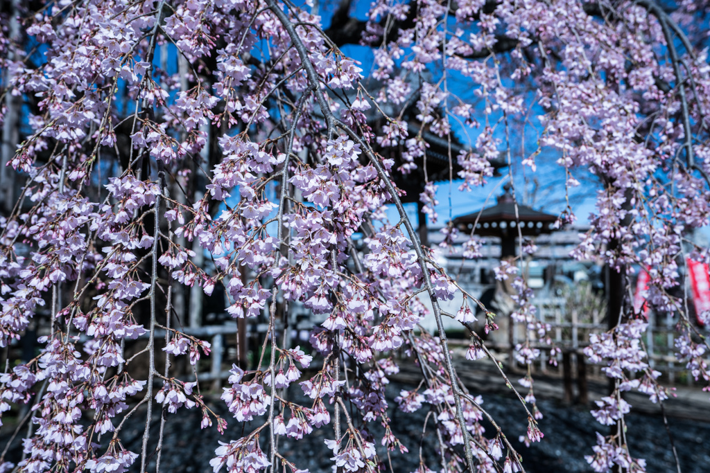 地蔵院の枝垂れ桜