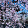 地蔵院の枝垂れ桜